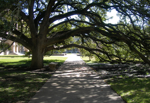 Century_Tree.jpg