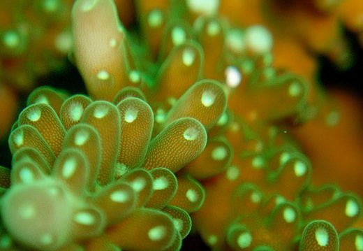Sea Life